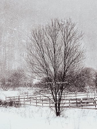 Silence of The Elms