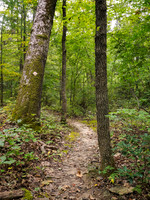 Postcard Cabins - Shenandoah