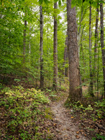 Postcard Cabins - Shenandoah
