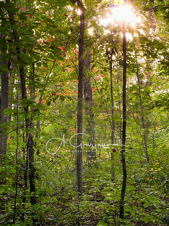 Postcard Cabins - Shenandoah