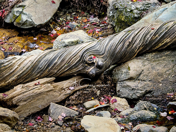 Shenandoah National Park - 2025