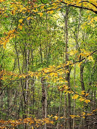 Shenandoah National Park - 2025