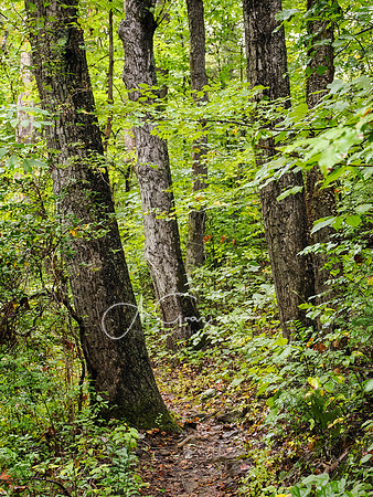 Postcard Cabins - Shenandoah