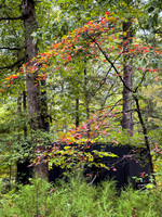 Postcard Cabins - Shenandoah