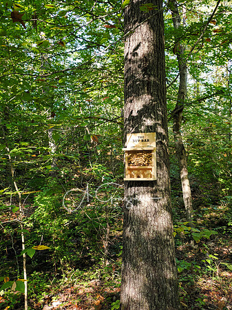 Postcard Cabins - Shenandoah