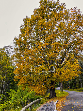 Shenandoah National Park - 2025