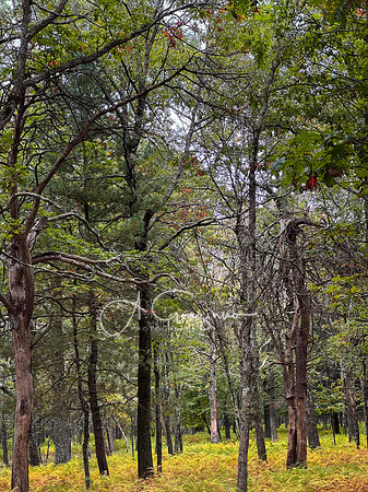 Shenandoah National Park - 2025