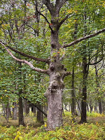 Shenandoah National Park - 2025