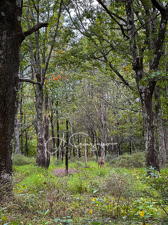 Shenandoah National Park - 2025