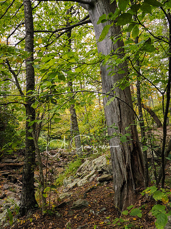 Shenandoah National Park - 2025