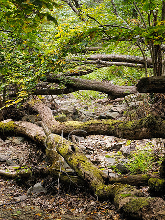 Shenandoah National Park - 2025