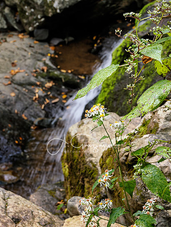 Shenandoah National Park - 2025