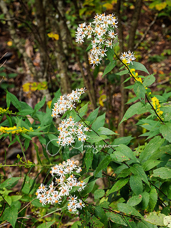 Shenandoah National Park - 2025