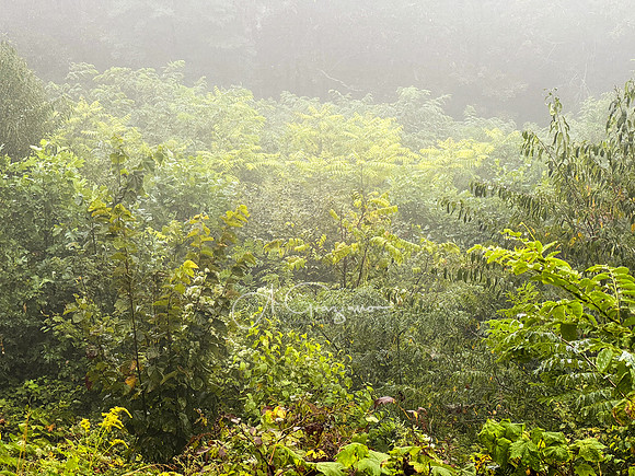 Shenandoah National Park - 2025