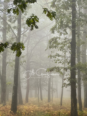 Shenandoah National Park - 2025