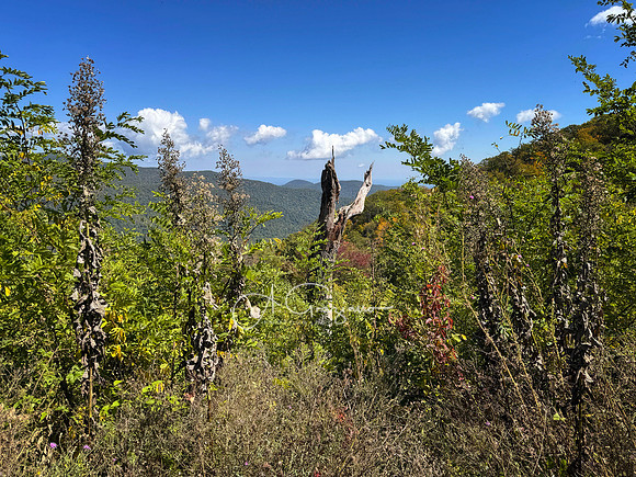 Shenandoah National Park - 2025