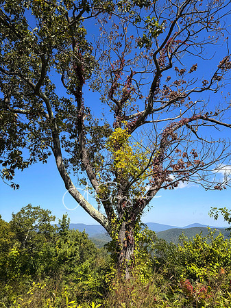 Shenandoah National Park - 2025