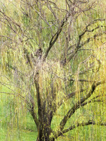 Weeping for Joy - Luray Caverns - Shenandoah