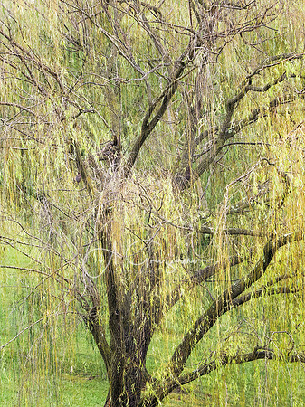 Weeping for Joy - Luray Caverns - Shenandoah