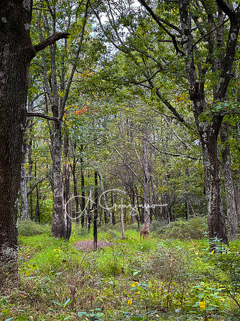 Shenandoah National Park - 2025