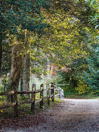 Dappled - Bayard Cutting Arboretum