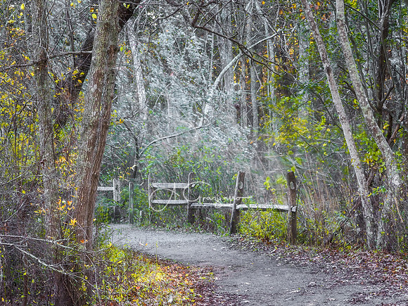 Autumn Amble