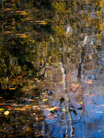 Bayard Cutting Arboretum