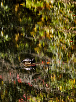 Slow Motion - Bayard Cutting Arboretum