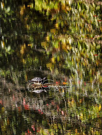 Slow Motion - Bayard Cutting Arboretum