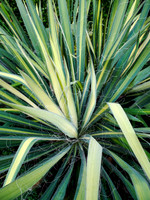 Bayard Cutting Arboretum