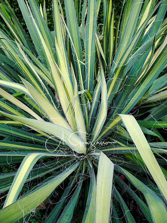 Bayard Cutting Arboretum