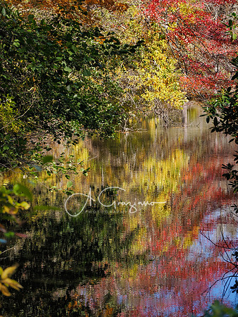 Bayard Cutting Arboretum