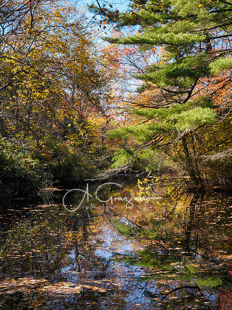 Bayard Cutting Arboretum