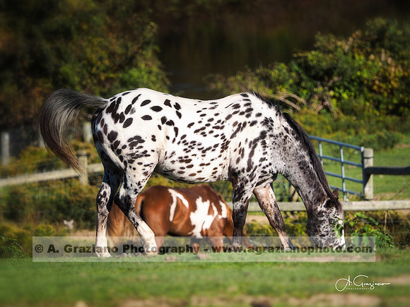 Deep Hollow Ranch, Montauk
