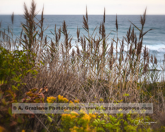 Andy Warhol Preserve, Montauk