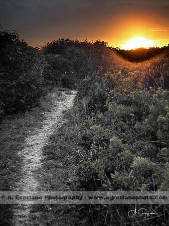 Andy Warhol Preserve, Montauk