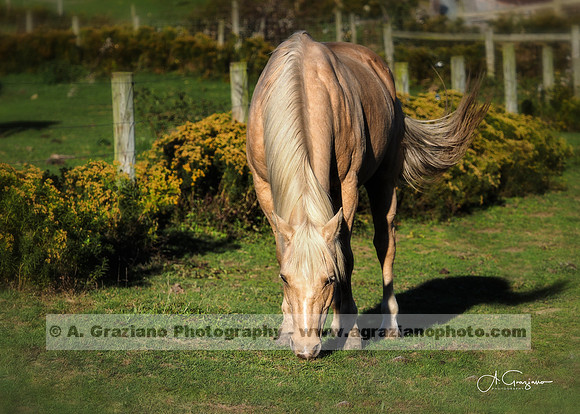 Deep Hollow Ranch, Montauk