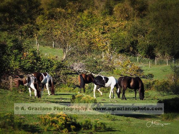 Deep Hollow Ranch, Montauk