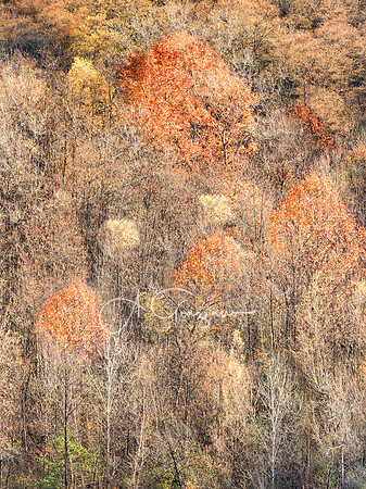 Shades of Autumn