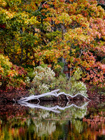The Fallen - Mashomack Preserve, Shelter Island