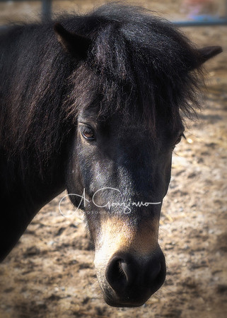 Baiting Hollow Horse Rescue