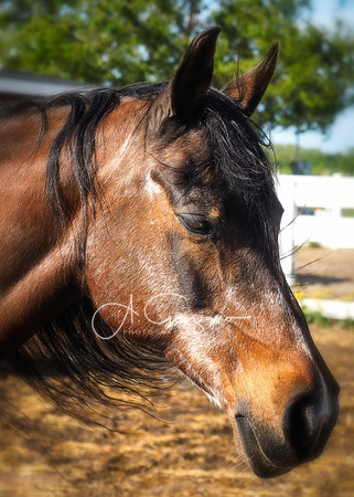 Baiting Hollow Horse Rescue