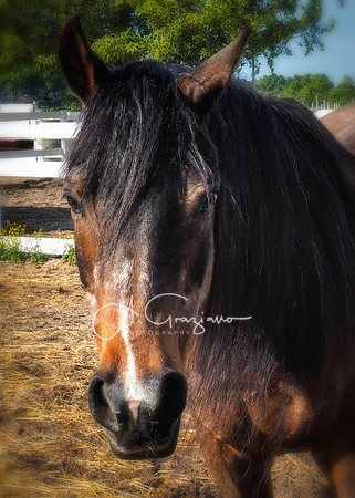 Baiting Hollow Horse Rescue