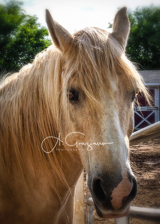 Baiting Hollow Horse Rescue