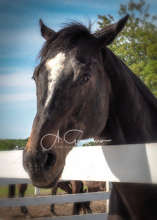 Baiting Hollow Horse Rescue