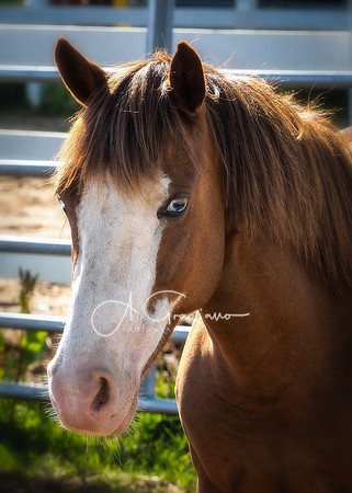 Baiting Hollow Horse Rescue
