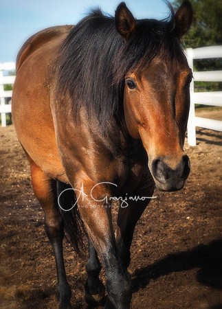 Baiting Hollow Horse Rescue