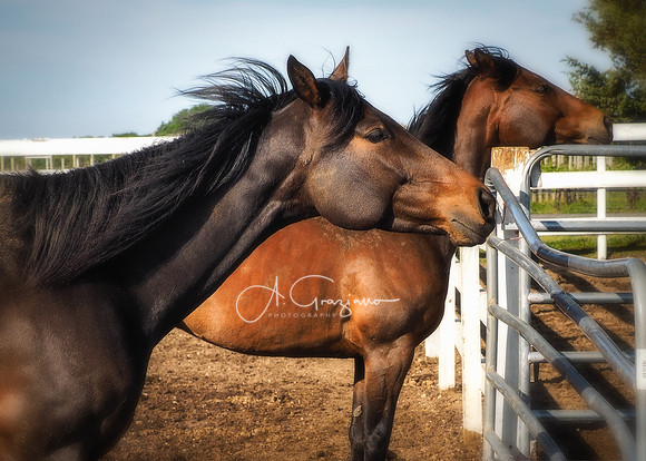 Savanna & Sienna