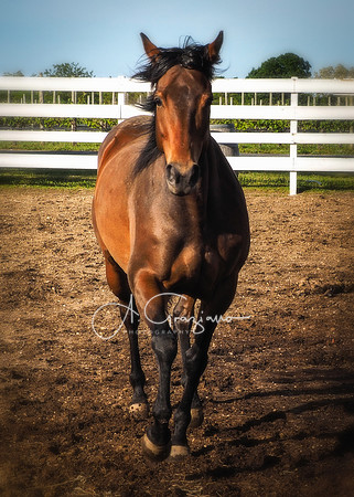 Baiting Hollow Horse Rescue