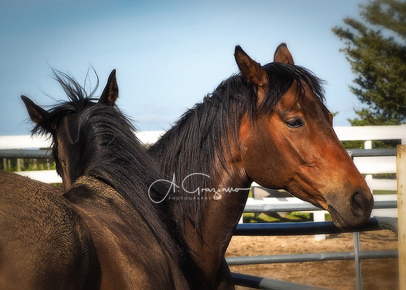 Baiting Hollow Horse Rescue